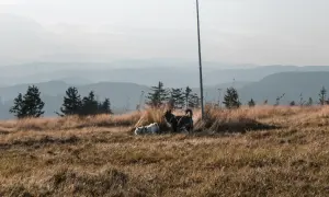 Dwa psy, jeden biały, drugi ciemny, cieszą się spacerem gdzie w góry z psem. Trawiaste wzgórze, sosny i mgliste pasma górskie w tle.