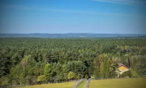 Lasy Janowskie: Przewodnik po atrakcjach. Odkryj dziką puszczę!