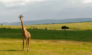 Żyrafa na tle kenijskiej sawanny z drzewami i wzgórzami w oddali.