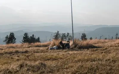 Dwa psy, jeden biały, drugi ciemny, cieszą się spacerem gdzie w góry z psem. Trawiaste wzgórze, sosny i mgliste pasma górskie w tle.