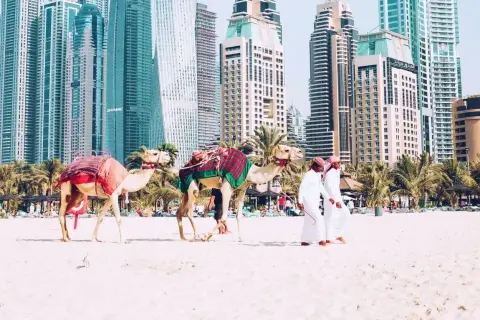 Dwa wielbłądy na plaży w Dubaju, z palmami i drapaczami chmur w tle. Zastanawiasz się, ile się leci do Dubaju?