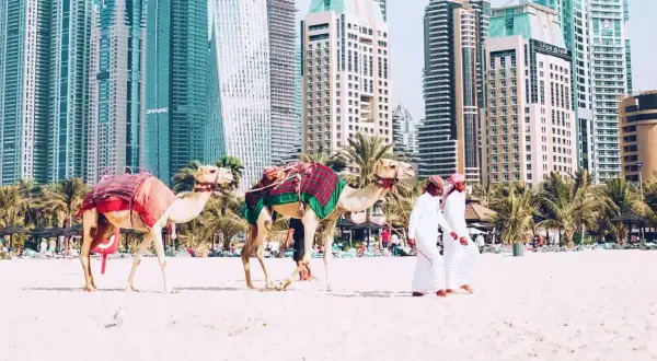 Dwa wielbłądy na plaży w Dubaju, z palmami i drapaczami chmur w tle. Zastanawiasz się, ile się leci do Dubaju?