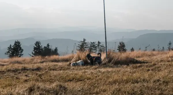 Dwa psy, jeden biały, drugi ciemny, cieszą się spacerem gdzie w góry z psem. Trawiaste wzgórze, sosny i mgliste pasma górskie w tle.