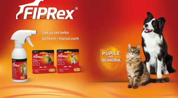 Biedronka Radom: Ponad 16 sklepów! Adresy, godziny, unikaj kolejek