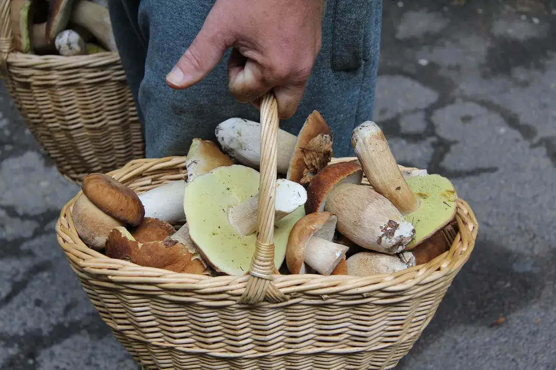 Sprzęt grzybiarza koszyk nóż atlas