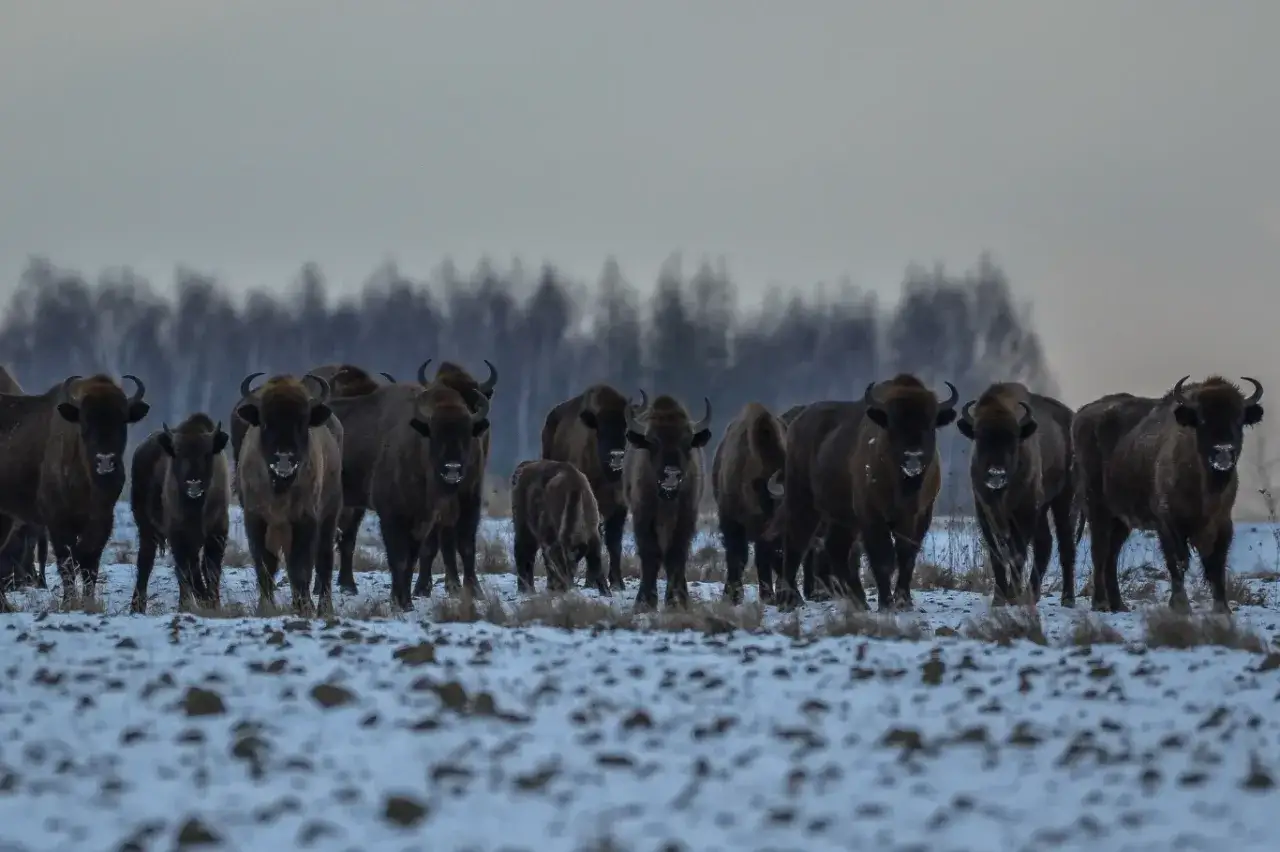 Stado żubrów na śniegu w Puszczy Białowieskiej. Majestatyczne zwierzęta w zimowej scenerii.