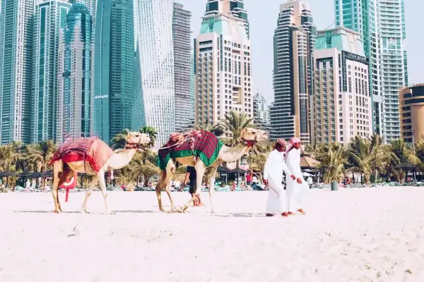 Dwa wielbłądy na plaży w Dubaju, z palmami i drapaczami chmur w tle. Zastanawiasz się, ile się leci do Dubaju?