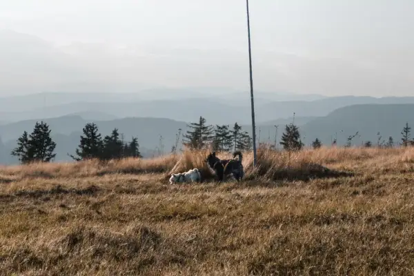 Dwa psy, jeden biały, drugi ciemny, cieszą się spacerem gdzie w góry z psem. Trawiaste wzgórze, sosny i mgliste pasma górskie w tle.