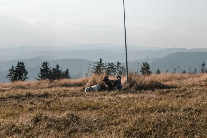 W góry z psem? Najlepsze miejsca i zasady na szlaku